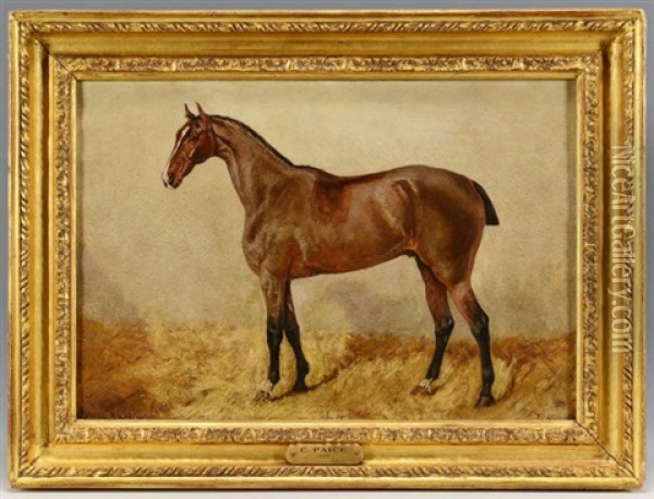 Equine Portrait Oil Painting - George Paice