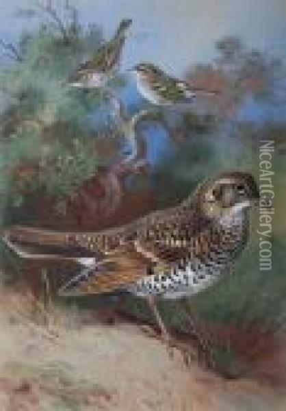 'yellow Browed Warbler, Pallas Willow Warbler,white's Thrush' Oil Painting - Archibald Thorburn