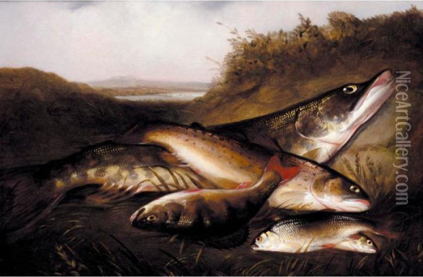 A Pike, A Trout, A Perch And Two Rudd; Rainbow Trout Oil Painting - Henry Leonidas Rolfe