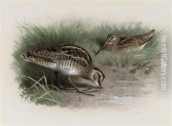 Common Snipe Oil Painting - Archibald Thorburn