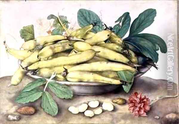 Still Life with Broad Bean Pods Oil Painting - Giovanna Garzoni
