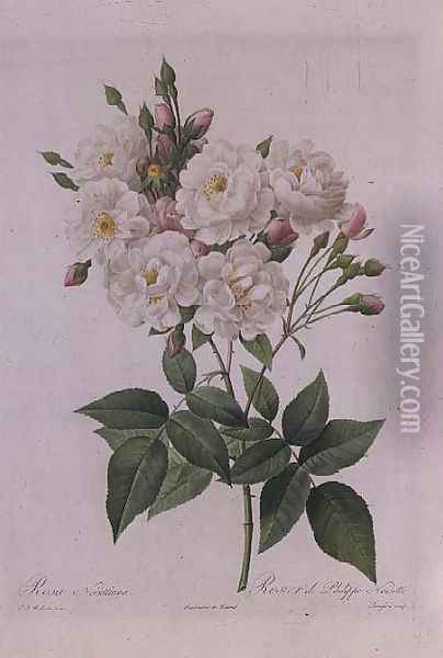 Rosa Noisettiana Oil Painting - Pierre-Joseph Redoute