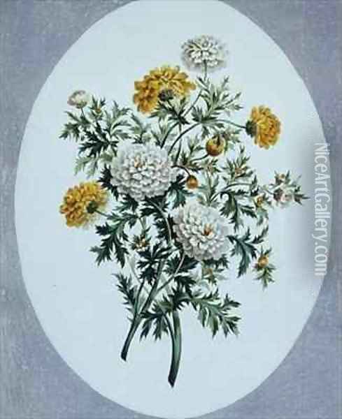 Chrysanthemum Oil Painting - John Edwards
