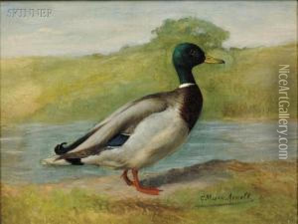Mallard Oil Painting - Gustav Muss-Arnolt