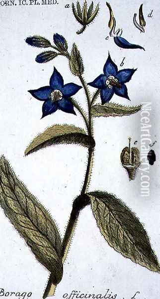 Borago officinalis Borage engraved by T. S. Leitner, plate 147, illustration from the Plate Collection of the Botany Library Oil Painting - B Thanner
