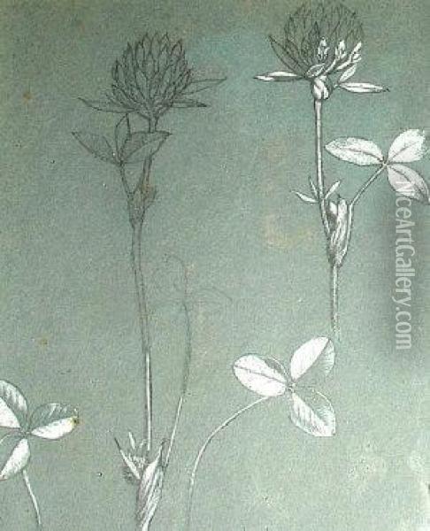 Studies Of Snowdrops And Of Clover Oil Painting - Henry Holiday