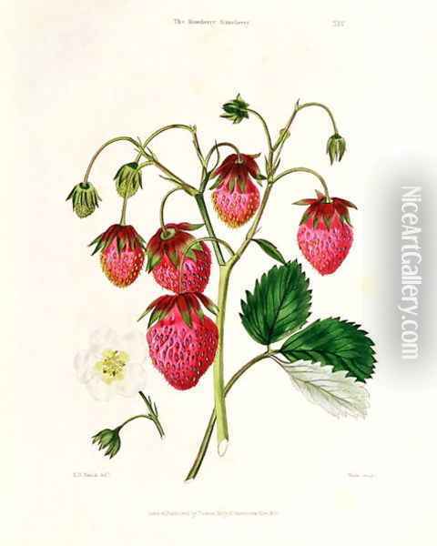 The Roseberry Strawberry, engraved by Watte, pub. by Thomas Kelly, London 1830 Oil Painting - Edwin Dalton Smith