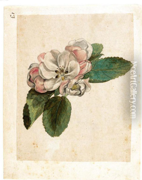Study Of An Apple Blossom Oil Painting - Jacques (de Morgues) Le Moyne