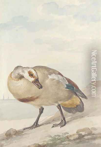 An Egyptian Goose on the shore Oil Painting - Aert Schouman