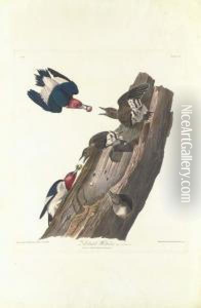 Red Headed Woodpecker Oil Painting - Robert I Havell