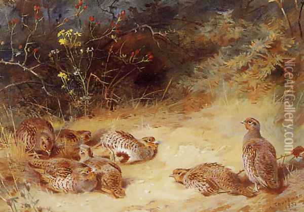 Autumn Partridge Dusting Oil Painting - Archibald Thorburn
