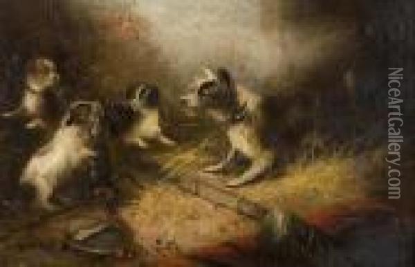 Terriers In A Barn Ratting Oil Painting - George Armfield