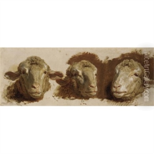 Sheep Heads (studies) Oil Painting - Auguste (Francois Auguste) Bonheur