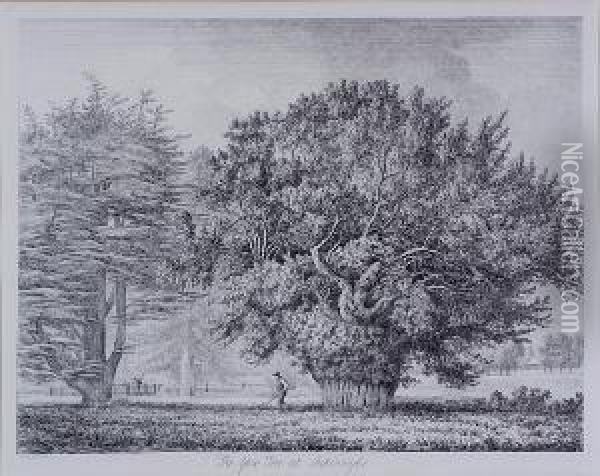 The Yew Tree At Ankerwyke Oil Painting - Jacob George Strutt