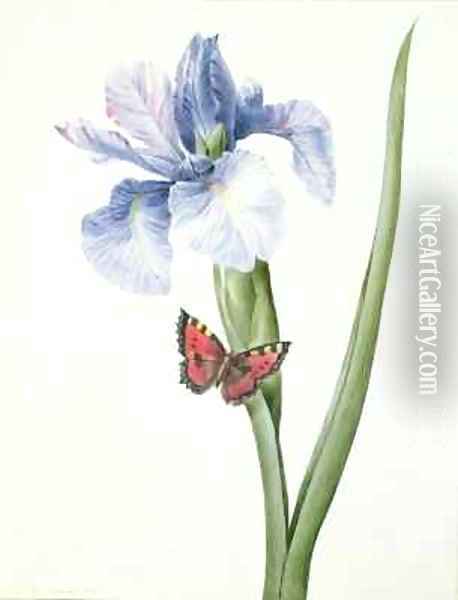 Blue Iris with Butterfly Spuria Oil Painting - Louise D'Orleans