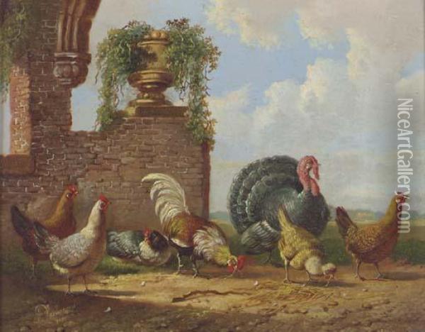 A Turkey And Other Fowl In A Garden Oil Painting - Albertus Verhoesen