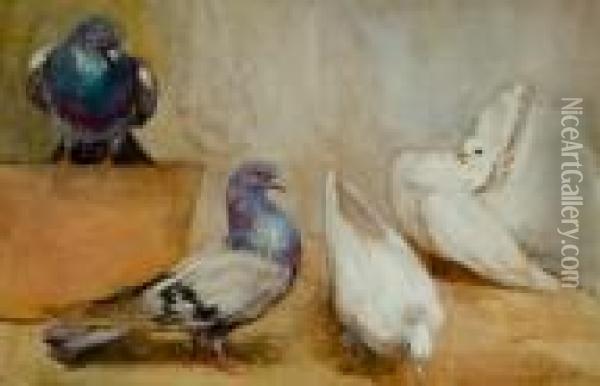 Fantail Pigeons Oil Painting - Mildred Anne Butler