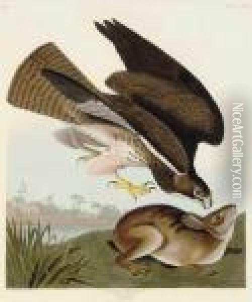 Common Buzzard Oil Painting - John James Audubon