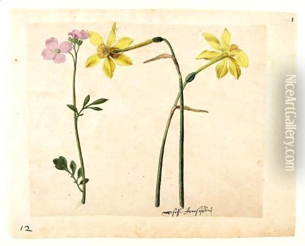A Sheet Of Studies Of Flowers Two Narcissi And A Lady's Smock Oil Painting - Jacques (de Morgues) Le Moyne
