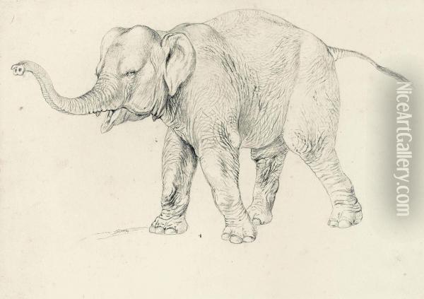 A Preparatory Study Of An Elephant For Brehms Tierleben Oil Painting - Robert Kretschmer