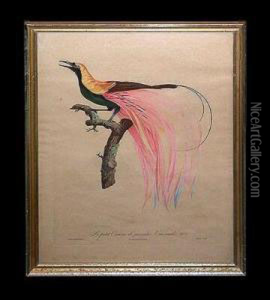 Le Petit Oiseau De Paradis Emerande No. 4 Oil Painting - Jacques Barraband