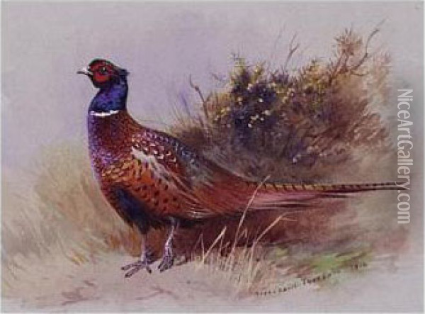 The Pheasant Oil Painting - Archibald Thorburn