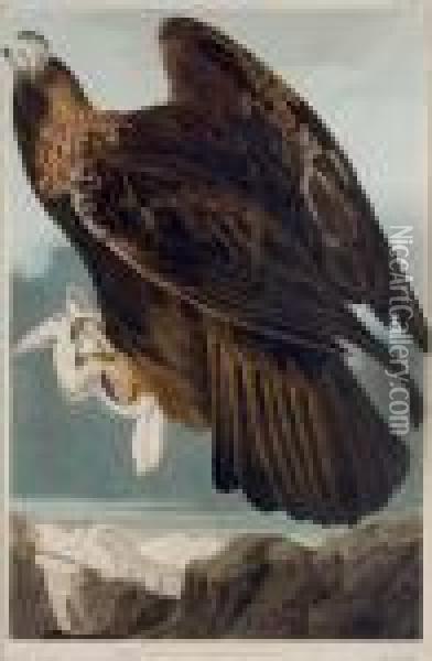 Golden Eagle (plate Clxxxi) Oil Painting - John James Audubon