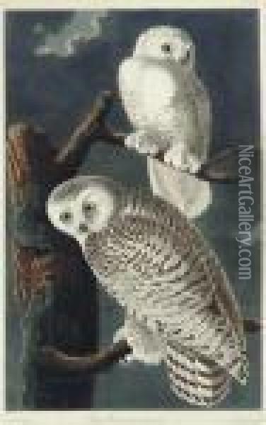 Snowy Owl (plate Cxxi)
Strix Nyctea Oil Painting - John James Audubon