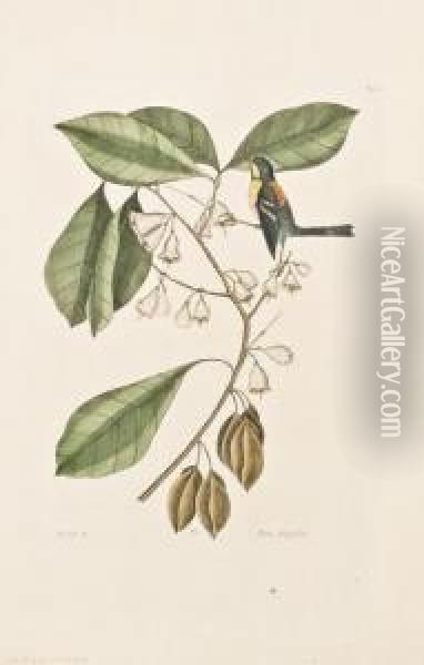 Finch Creeper (parula Warbler). [pl. 64, Vol. I]. Oil Painting - Mark Catesby