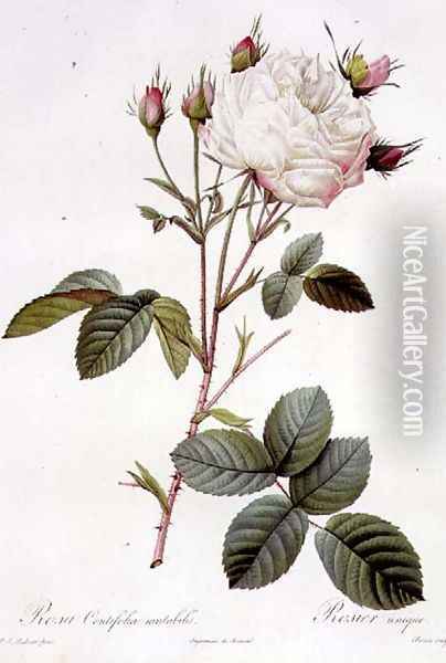 Rosa Centifolia Mutabilis, engraved by Bessin, published by Remond Oil Painting - Pierre-Joseph Redoute
