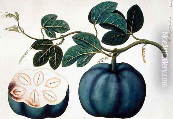 Mendickay or Water Melon, from 'Drawings of Plants from Malacca', c.1805-18 Oil Painting - Anonymous Artist