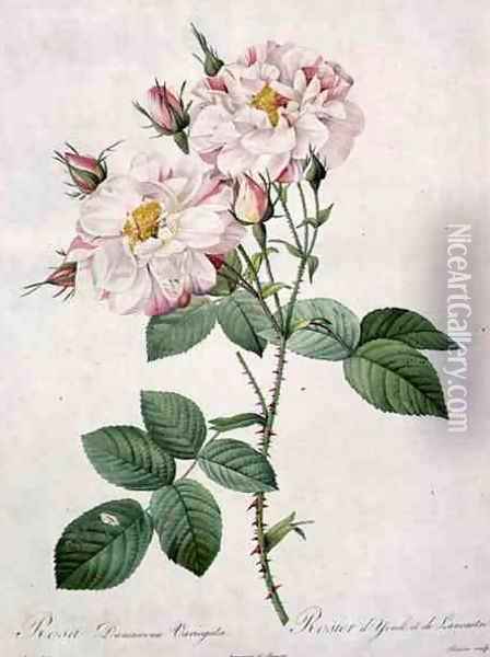Rosa damascena variegata York and Lancaster rose, engraved by Bessin, from Les Roses, 1817-24 Oil Painting - Pierre-Joseph Redoute