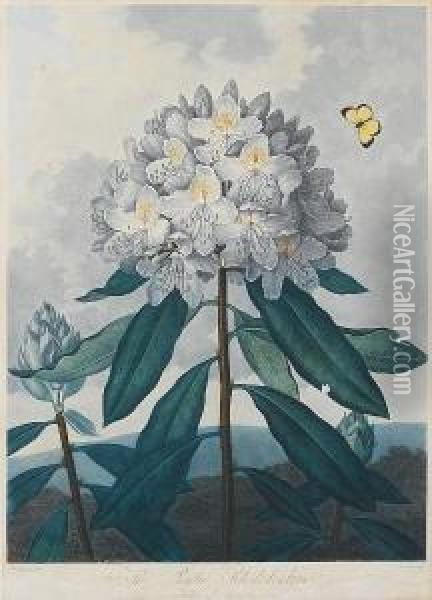 The Pontic Rhododendron From Temple Of Flora Oil Painting - Robert John, Dr. Thornton