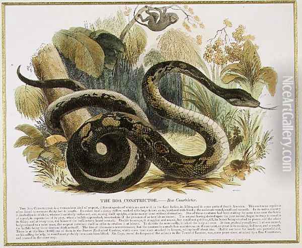 The Boa Constrictor, educational illustration pub. by the Society for Promoting Christian Knowledge, 1843 Oil Painting - Josiah Wood Whymper