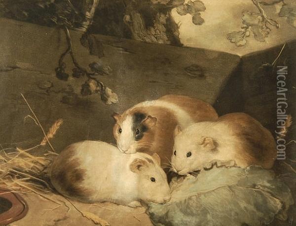 Guinea Pigs Oil Painting - John Frederick Herring Snr