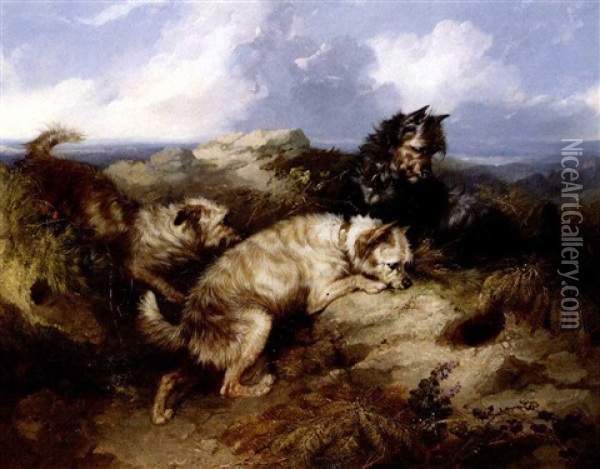 Three Cairns Rabbiting Oil Painting - George Armfield
