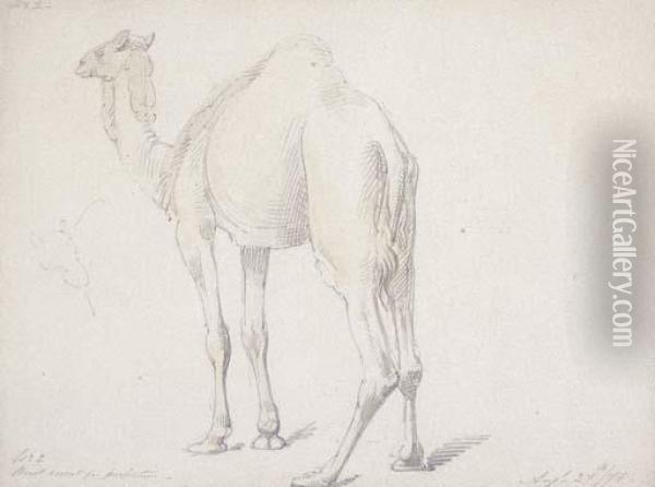 Camel Study Oil Painting - William Strutt