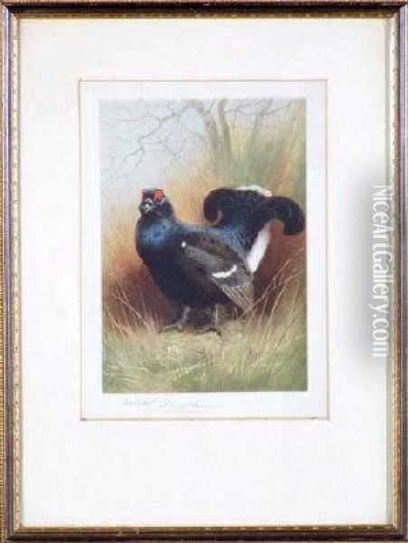 Study Of A Blackcock - Colour Photo Engraving Oil Painting - Archibald Thorburn