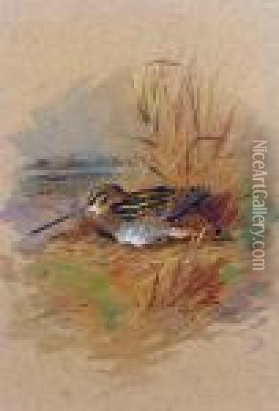 Snipe Sheltering Oil Painting - Archibald Thorburn