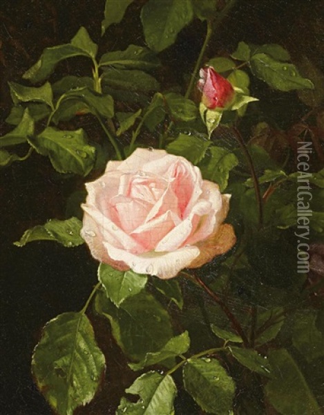 Bluhende Rose Oil Painting - Clara Von Sivers