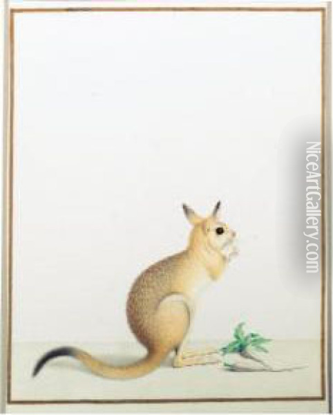 A Rat Kangaroo Oil Painting - Nicolas Robert