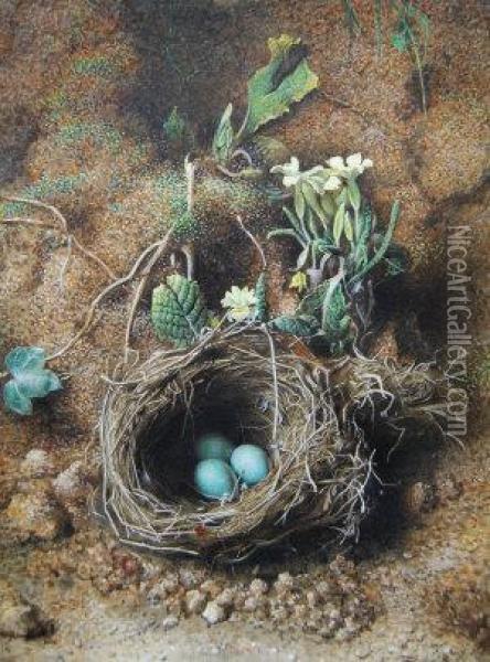 Still-life With Birds Nest And Eggs, Amongst Flowers And Foliage Oil Painting - Frederick Thomas Baynes