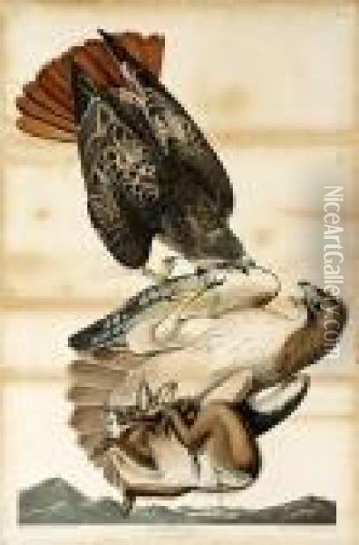 Falco Borealis Oil Painting - John James Audubon