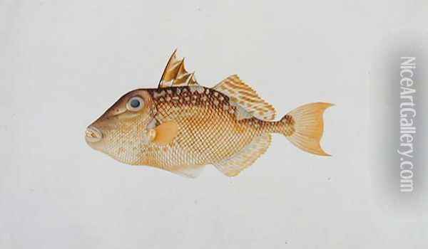 Eekan Jebong, from 'Drawings of Fishes from Malacca', c.1805-18 Oil Painting - Anonymous Artist