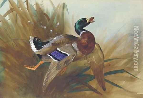 Mallard Duck Oil Painting - Archibald Thorburn