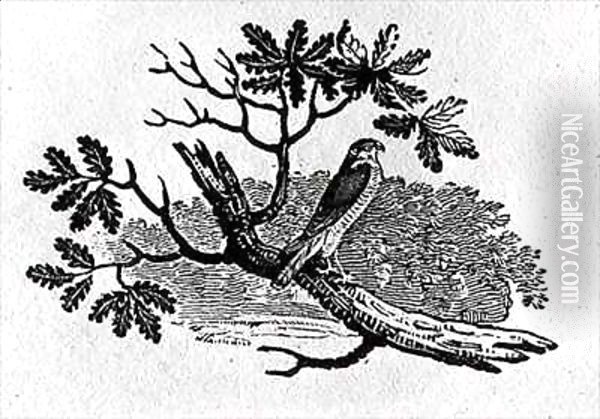 The Sparrowhawk (Accipiter nisus) from the 'History of British Birds' Volume I Oil Painting - Thomas Falcon Bewick