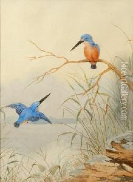 Kingfishers Oil Painting - Neville, Will. Cayley Jnr.