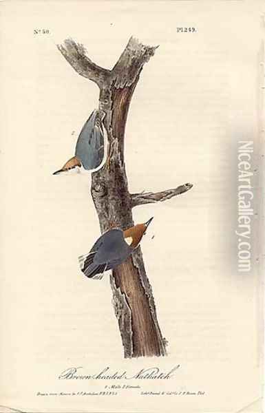 Brown headed nuthatch Oil Painting - John James Audubon