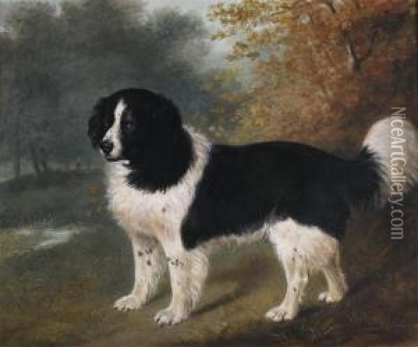 A Favourite Newfoundland Dog In A Landscape, The Property Of Samuel Skurray Day Oil Painting - John Boultbee