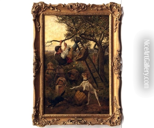 The Apple Picker Takes A Tumble Oil Painting - William Weekes